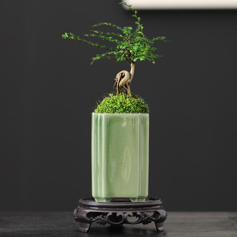 Bonsai Garden Art - Maceta cuadrada de porcelana con diseño