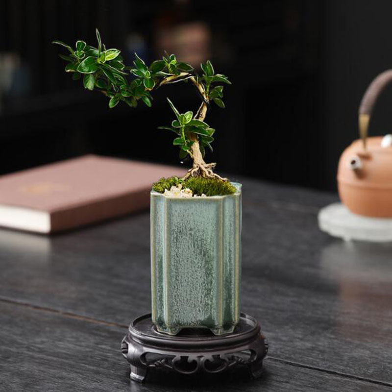 Maceta cuadrada de porcelana c - Bonsai Garden Art reseña y precio
