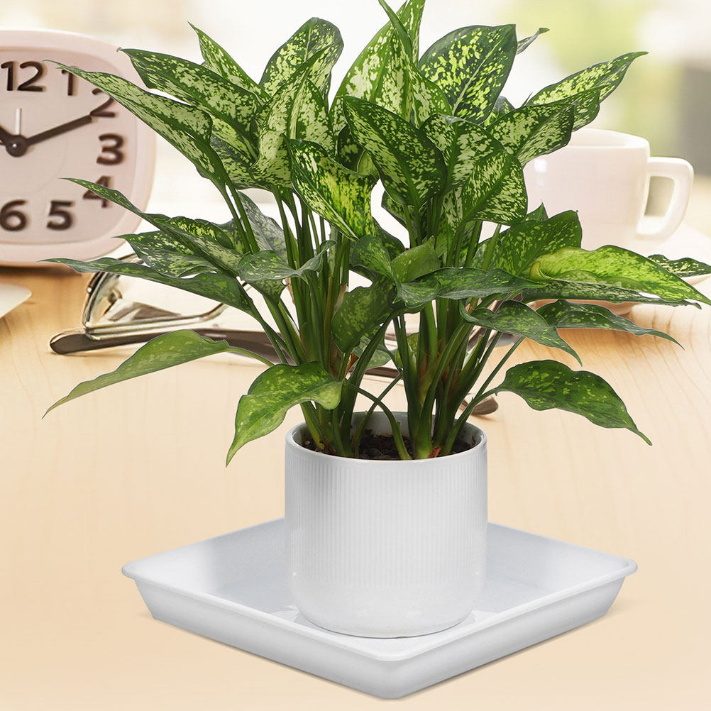 Juego de 2 bandejas para macet - Drip Tray Saucer reseña y precio